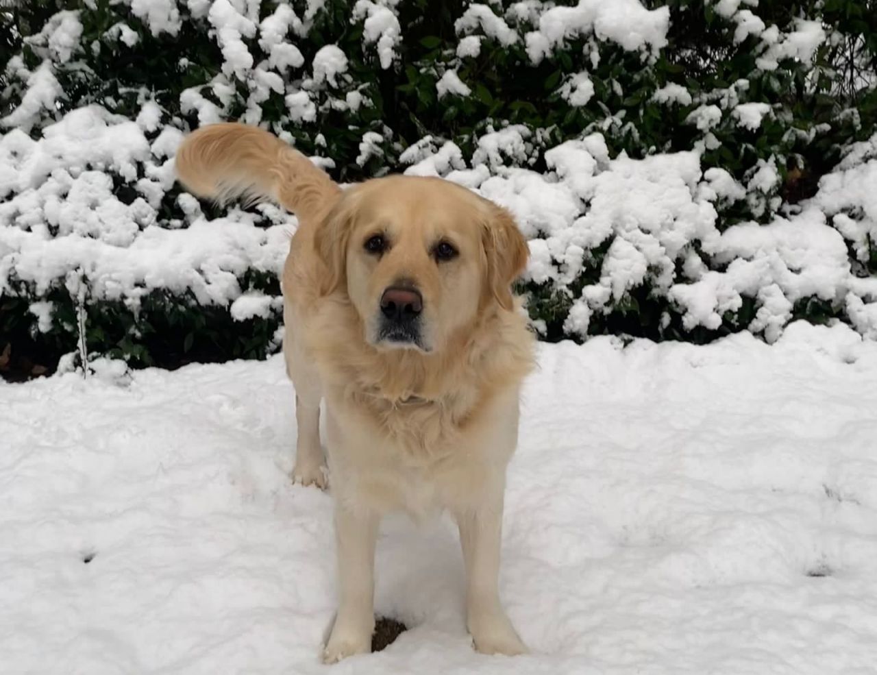 Las mascotas tambiñen han podido disfrutar de la nevada en el municipio de Begues (Foto: Xavi Cabo)