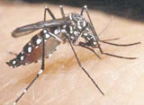 Comença la campanya per la prevenció i control del mosquit tigre