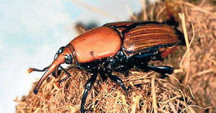 La plaga de l’escarabat morrut de les palmeres arriba al Prat