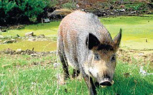 Porcs senglars al Parc de la Marquesa