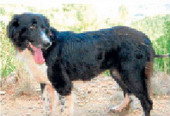 Adopta un gos!