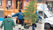 Recogida selectiva de árboles de navidad en Viladecans