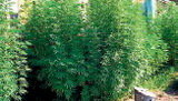 Los Mossos de Esquadra se incautan de 93 plantas de marihuana