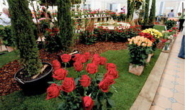 Sant Feliu acoge una nueva Exposición Nacional de la Rosa