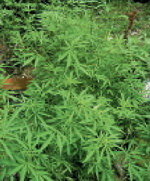 La Policia Nacional desmantella a Corberà una plantació de marihuana