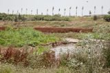 El Bosque de los Amigos, inaugurado en Cornellà