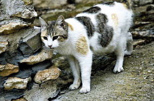 La Protectora d’animals recull 97 animals abandonats a L’H