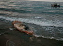 Aspecte del catxalot que s’ha trobat a la platja.