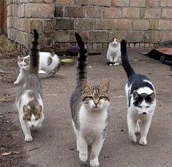 L'Ajuntament de Castellví efectua una actuació de control de les colònies felines al nucli urbà