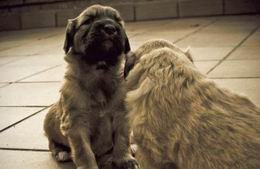 Sant Just fa un cens dels animals de companyia