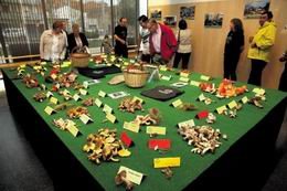 Desena edició de l’Exposició de Bolets