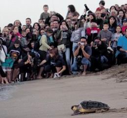 Vuit exemplars de tortuga babaua alliberats a la platja