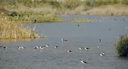 El 2011 van visitar els espais naturals del Delta del Llobregat més de 130.000 persones