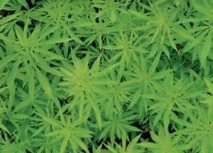 Dos detenidos en Pallejà por cultivar marihuana a escala industrial