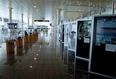 L’Aeroport de Barcelona-El Prat acull l’exposició “Les aus, viatgers sense fronteres” promoguda per la Fundació Aena