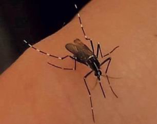 El 70% de los mosquitos tigre cría en propiedades privadas