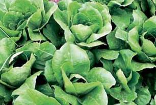 Escoles del Prat acullen horts, basses i jardins de plantes aromàtiques
