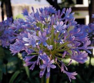 La 22a Trobada d’entitats de Martorell es celebra als jardins de Ca l’Oller