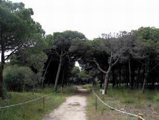El TS obliga a la Generalitat a proteger la Pineda de Can Camins de El Prat