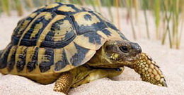 Alliberen més de 300 tortugues mediterrànies al parc natural del Garraf