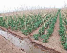 Cornellà sortea la concesión de más de setenta huertos