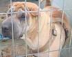 El Refugi Municipal d’Animals de Companyia va acollir prop de 500 exemplars l’any 2012
