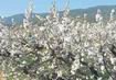 Arbres cirerers florits en l’època primaveral
