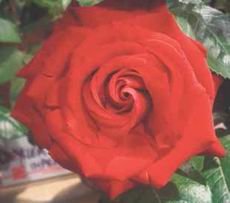 La Exposición Nacional de Rosas de Sant Feliu presenta más de 10.000 flores