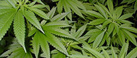 Detingut per intentar matar al veí d'un tret de pistola i tenir 149 plantes de marihuana a casa.