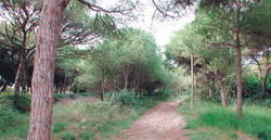 La pineda de Can Camins, a la xarxa de protecció europea Natura 2000