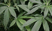 Detenen deu persones acusades de vendre marihuana mitjançant dues associacions culturals