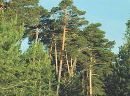 Comencen els treballs d’aprofitament forestal a “Les Rovires”