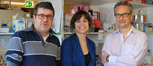 Investigadores del Idibell proponen una alternativa terapéutica para el cáncer de testículos