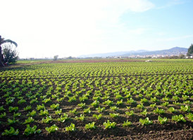 Aturats de Sant Boi demanen cultivar terres en desús del parc agrari