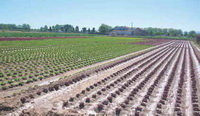 ICV del Baix Llobregat presenta diverses al·legacions a l’AMB per augmentar la protecció del Parc Agrari