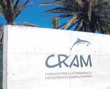 Apadrinament de tortugues al CRAM
