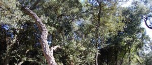 La Generalitat homologa el pla d'actuació municipal per incendis de Castellví de Rosanes