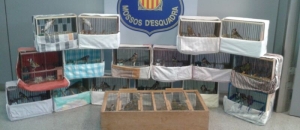 Mossos comissa 64 ocells d’espècies protegides al Baix Llobregat