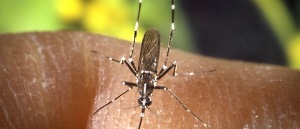 Si es vol lluitar contra el mosquit tigre, el Servei l’haurà de pagar l’Ajuntament