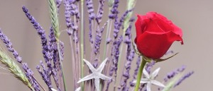 Sant Jordi mantendrá las ventas y los precios de la rosa respecto al año pasado