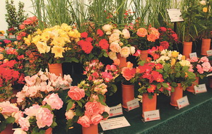 Sant Feliu se llena de rosas