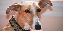 ‘Gineta’ ha tenido una segunda oportunidad gracias a una protectora y a sus nuevos dueños
Esther y Sergio. Su antiguo amo, un cazador, iba a sacrificarla 