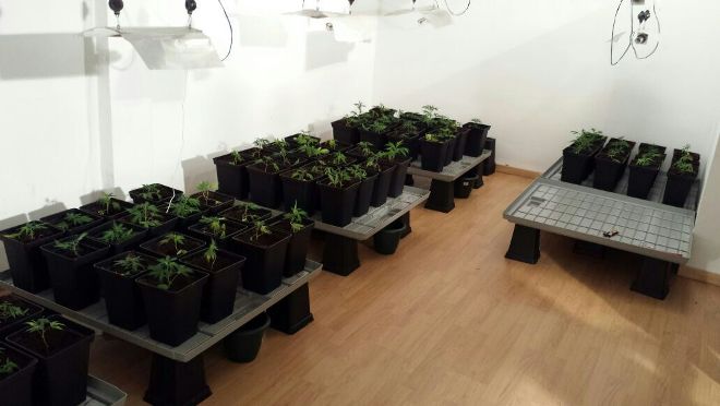 La Guàrdia Urbana de L’Hospitalet troba una plantación de marihuana dins d'un local comercial