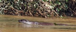 Uno de los ejemplares de nutria europea alimentándose en la desembocadura del Llobregat (Foto: Francisco Valverde)