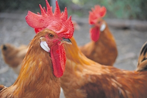 Pelea de gallos: Raza Prat vs. Gall del Penedès