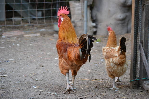 L’Ajuntament del Prat vol assegurar la producció del gall ‘Pota Blava’ amb la compra de la Granja Torres