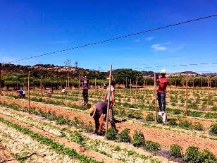 A Sant Vicenç dels Horts hi ha molt de tomàquet