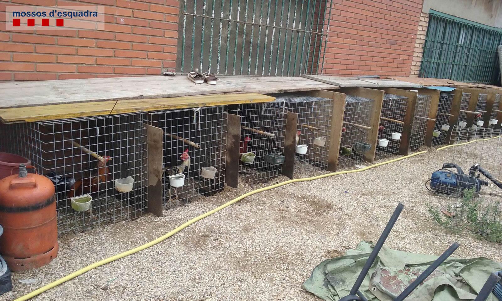 Els Mossos d’Esquadra troben seixanta galls de baralles il·legals a una deixalleria abandonada de Gavà