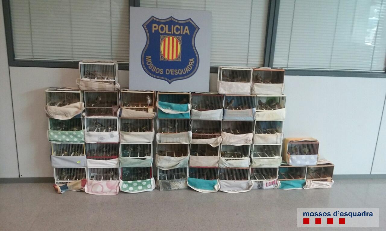 Comissats a Cornellà quasi un centenar d'ocells fringíl·lids
