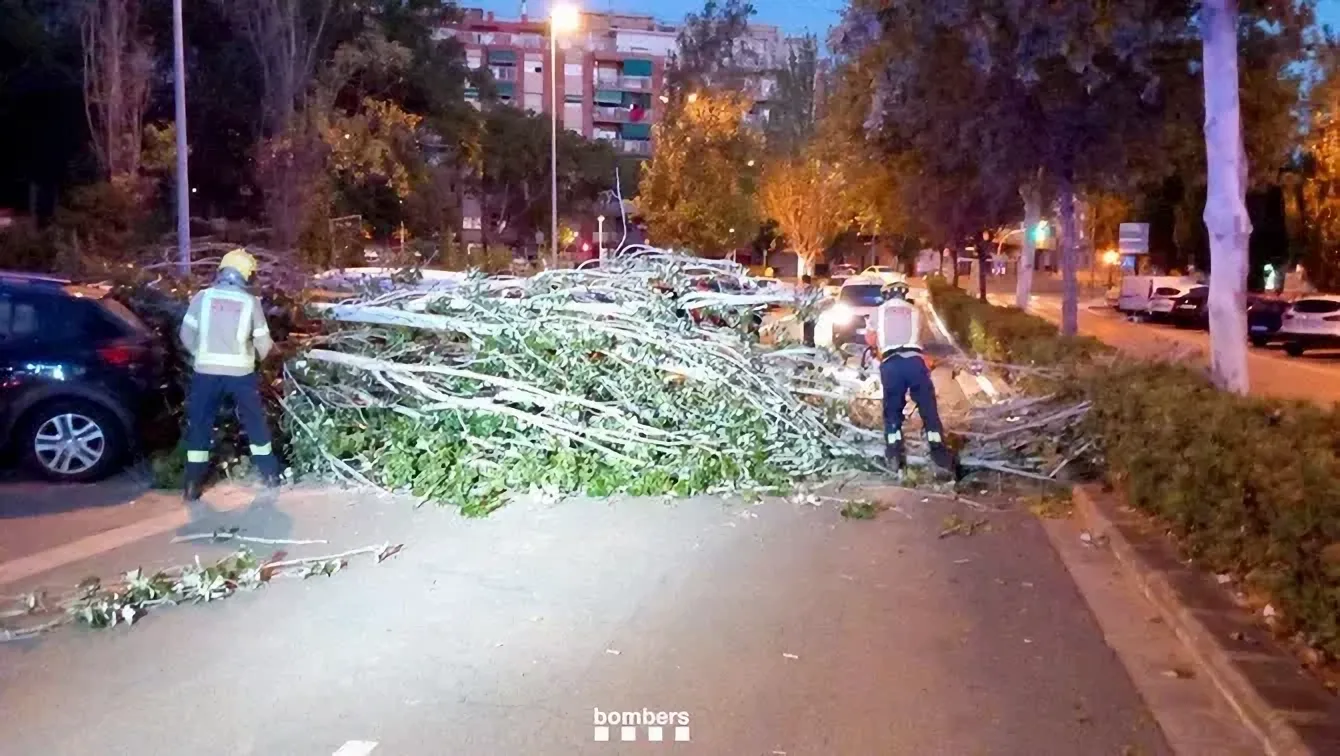 Un árbol gigante causa estragos en Sant Boi de Llobregat